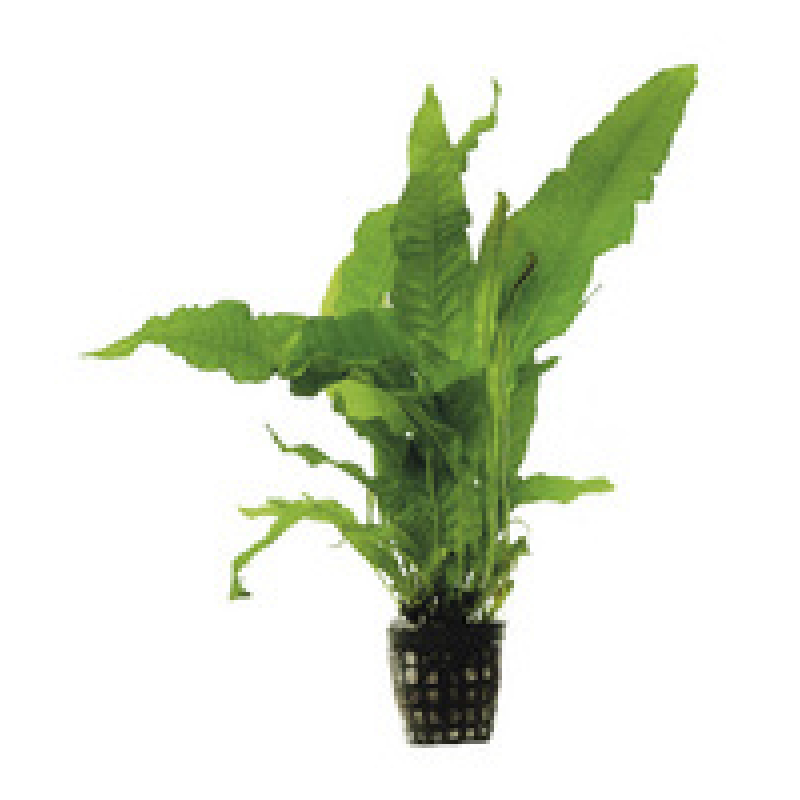 6x Microsorum Pteropus Latifolia